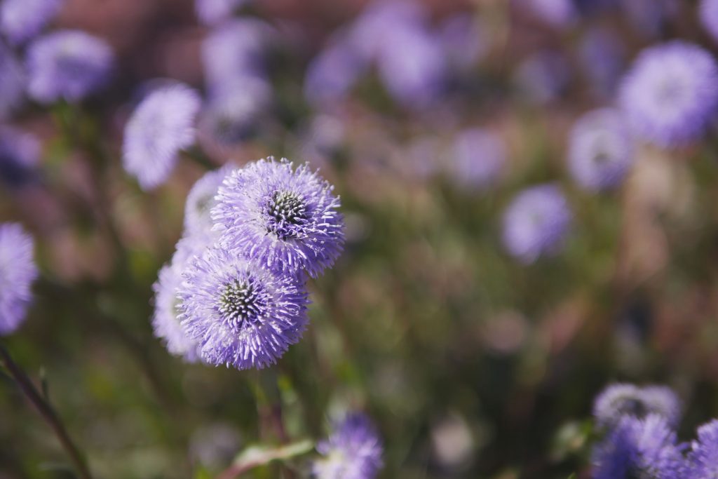 LE JARDIN CACHÉ | Dis Oui Ninon